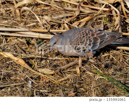 キジバト 135991061
