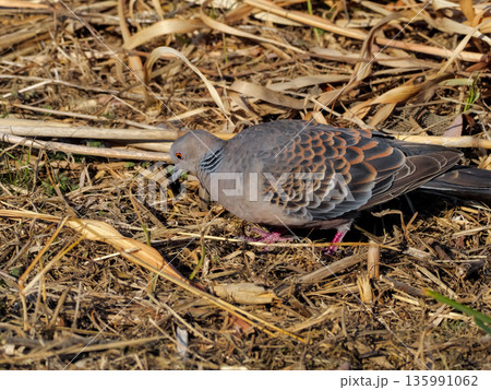 キジバト 135991062