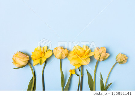 Spring flower of yellow tulips and daffodils on blue background. Flat lay, copy space. Hello spring 135991141