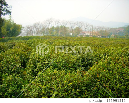 杭州の緑茶畑 135991313