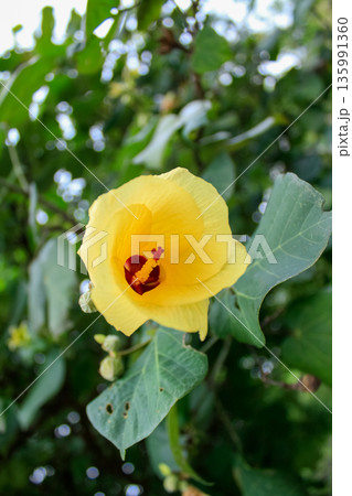 Close-up of the Hibiscus tiliaceus. A yellow flower in the rural. Nature scene. 135991360