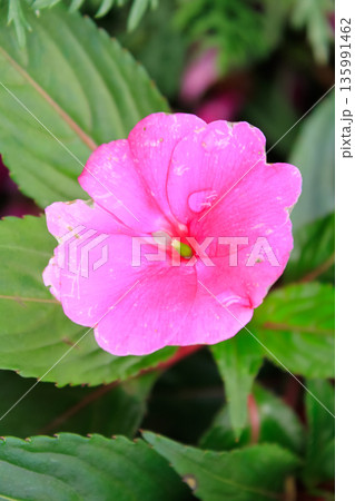 The close-up of pink impatiens, busy Lizzie, with blurred background The close-up of pink impatiens, busy Lizzie, with blurred background 135991462