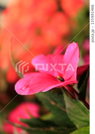 The close-up of pink impatiens, busy Lizzie, with blurred background 135991466