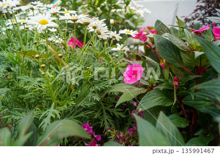 The close-up of pink impatiens, busy Lizzie, with blurred background The close-up of pink impatiens, busy Lizzie, with blurred background 135991467