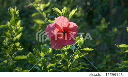 The front view of a single red shoeblackplant, hibiscus, with blurred leaves background The front view of a single red shoeblackplant, hibiscus, with blurred leaves background 135991484
