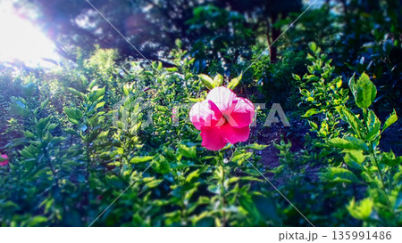 The front view of a single red shoeblackplant, hibiscus, with blurred leaves background The front view of a single red shoeblackplant, hibiscus, with blurred leaves background 135991486