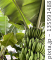 南国宮古島の太陽を浴びて育つ島バナナと大きな葉の景観 135991488