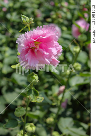 Pink hollyhocks with green leaves and green background 135991512