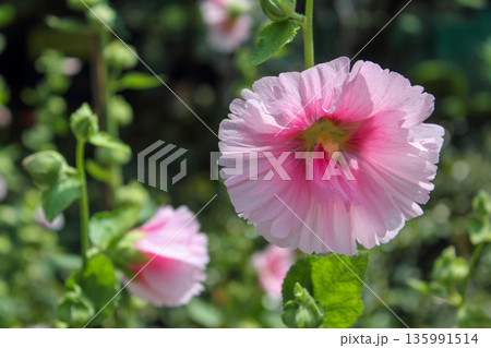 Pink hollyhocks with green leaves and green background 135991514