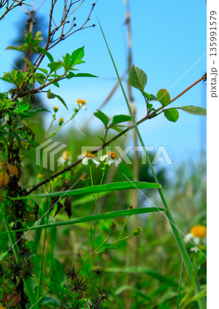 Bidens alba in the rural. Wild white flowers in the rural. Nature scene. Bidens alba in the rural. Wild white flowers in the rural. Nature scene. 135991579