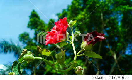 Closeup of red flowers under the clear blue sky Closeup of red flowers under the clear blue sky 135991633