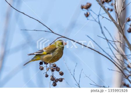 木の実を食べるカワラヒワと青空 135991926