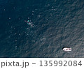 Two Humpback Whales, Megaptera novaeangliae, followed by a boat in Donegal Bay, Ireland 135992084