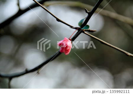 Pink plum blossom on the tree with the blurred background. Plum blossom, which is known as the meihua. Wild plum blossom in China in winter. Rural and nature scene. 135992111