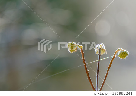 タイトル: 逆光に輝くミツマタの蕾と蜘蛛の糸 135992241