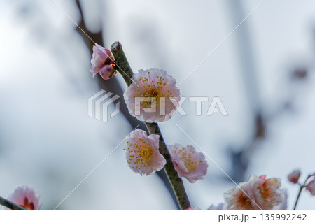 淡いピンク色の八重咲きの梅の花 135992242