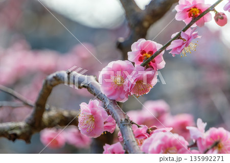 青空に向かって横に伸びる梅の枝とピンクの花 青空に向かって横に伸びる梅の枝とピンクの花 135992271