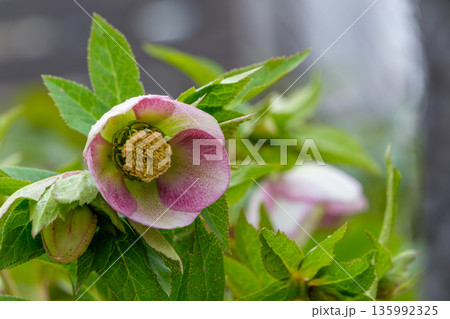 淡いピンクのクリスマスローズが咲く春の庭 135992325