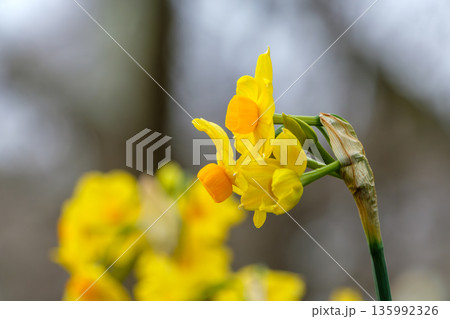 鮮やかな黄色い水仙の花と柔らかな背景 135992326