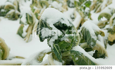 Cauliflower farm Brassica oleracea harvested leftover bio farming covered with white snow natural ice form on green vegetable leaves close up shot during cold cool snowy winter season in field or Cauliflower farm Brassica oleracea harvested leftover bio farming covered with white snow natural ice form on green vegetable leaves close up shot during cold cool snowy winter season in field or 135992609