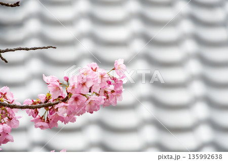 和風の瓦屋根を背景に咲くピンク色の桜とコピースペース 和風の瓦屋根を背景に咲くピンク色の桜とコピースペース 135992638