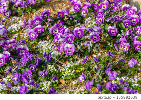 春の庭を彩る紫色のパンジーと白いアリッサムの花壇 135992639
