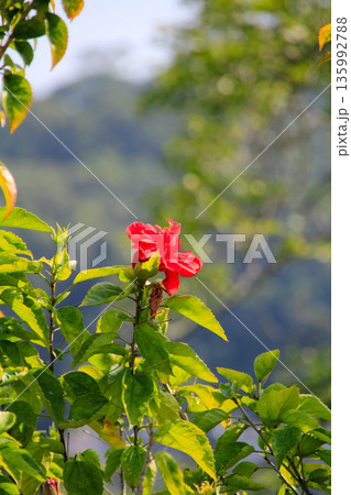 Close-up of red hibiscus, Hibiscus rosa-sinensis in the rural. Red wild flowers in the countryside. Flower and plant Close-up of red hibiscus, Hibiscus rosa-sinensis in the rural. Red wild flowers in the countryside. Flower and plant 135992788