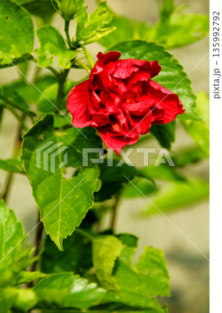 Close-up of red hibiscus, Hibiscus rosa-sinensis in the rural. Red wild flowers in the countryside. Flower and plant  135992792