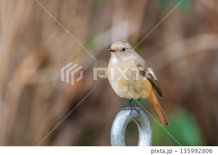 金具に止まり周囲を警戒するジョウビタキのメス 135992806