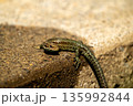 European lizard in sunlight sitting on concrete path in Ireland 135992844
