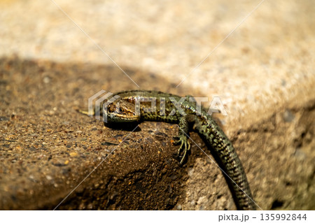 European lizard in sunlight sitting on concrete path in Ireland 135992844