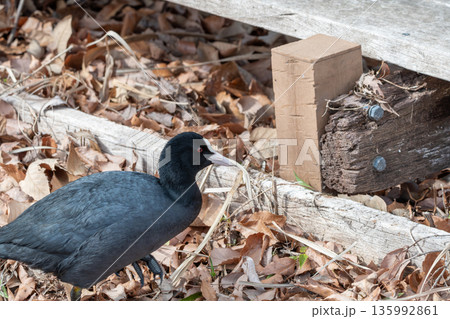 落ち葉の上を歩く赤い目をしたオオバン 135992861