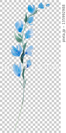 Watercolor light blue wild flower isolated illustration, pastel floral wedding and greeting element 135992988