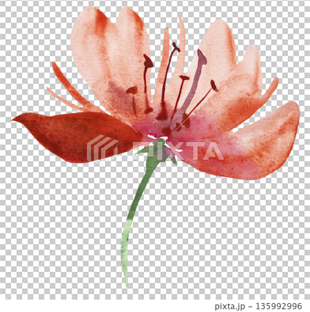 Watercolor coral red flower, isolated illustration, floral wedding and party stationery element Watercolor coral red flower, isolated illustration, floral wedding and party stationery element 135992996