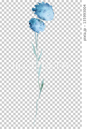 Watercolor light blue wild flower isolated illustration, pastel floral wedding and greeting element 135993004