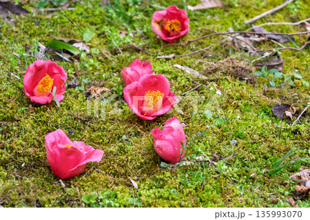 苔の上に落ちた赤い椿の落花 苔の上に落ちた赤い椿の落花 135993070