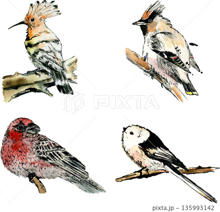 Watercolor Bird Clipart Set – Long Tailed Tit (Shima Enaga), Hoopoe and Forest Birds Watercolor Bird Clipart Set – Long Tailed Tit (Shima Enaga), Hoopoe and Forest Birds 135993142