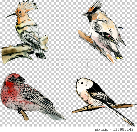 Watercolor Bird Clipart Set – Long Tailed Tit (Shima Enaga), Hoopoe and Forest Birds Watercolor Bird Clipart Set – Long Tailed Tit (Shima Enaga), Hoopoe and Forest Birds 135993142