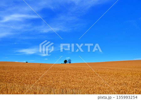 大空と黄金色の麦畑と親子の木　（北海道美瑛町） 135993254