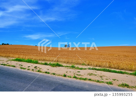 黄金色の麦畑と親子の木　（北海道美瑛町） 135993255