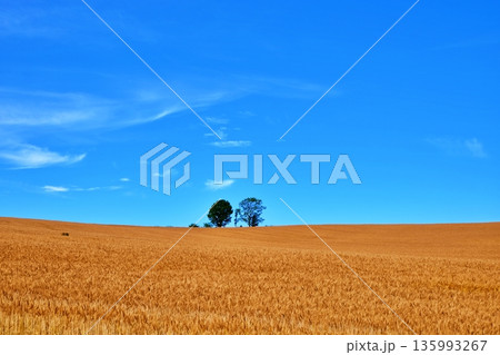 黄金色の麦畑と親子の木 (北海道美瑛町) 黄金色の麦畑と親子の木 (北海道美瑛町) 135993267
