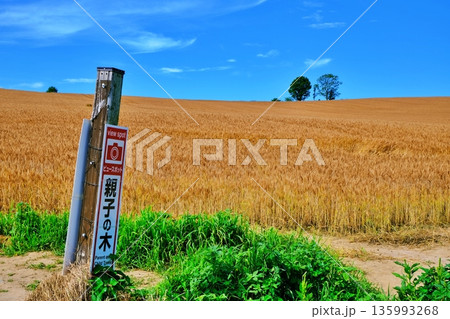 黄金色の麦畑と親子の木　（北海道美瑛町） 135993268