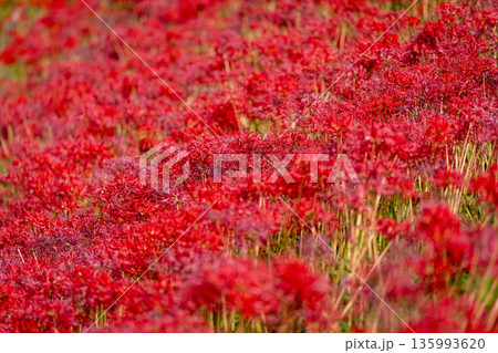 【秋】群生する彼岸花【徳島県勝浦郡勝浦町星谷】 135993620