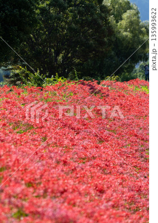 【秋】群生する彼岸花【徳島県勝浦郡勝浦町星谷】 135993622