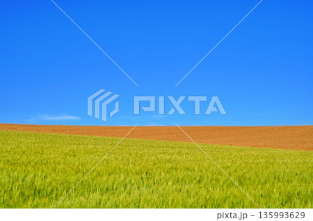 青空の下、新緑と黄金色の麦畑が広がる美瑛の丘 135993629