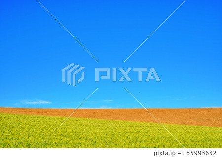 青空の下、新緑と黄金色の麦畑が広がる美瑛の丘 135993632