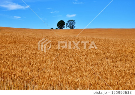 黄金色の麦畑と親子の木　（北海道美瑛町） 135993638