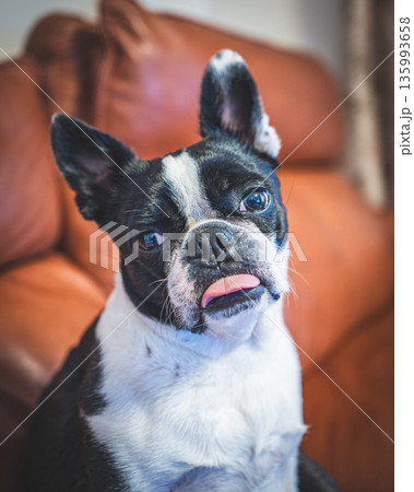 ソファでくつろぐボストンテリア 135993658