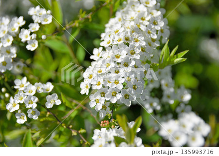 Gray spirea in bloom, lush small white flowers Gray spirea in bloom, lush small white flowers 135993716