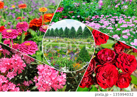 Collection of Bright Blooming Flowers and Botanical Garden View 135994032